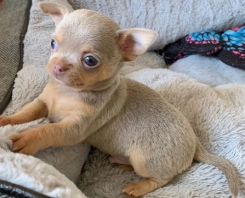 Roztomil� �t��ata �ivava