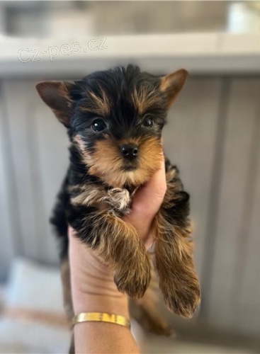 Roztomil� �t���tka jork��r�