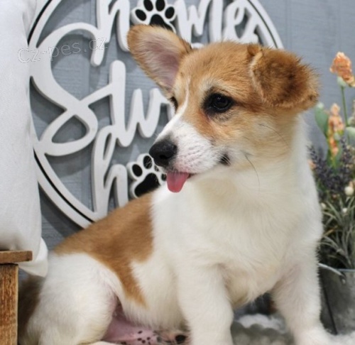 Roztomil� �t��ata Corgi, Pembroke Welsh