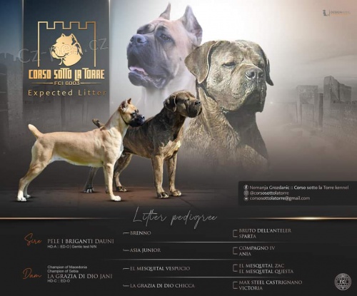 Cane Corso �t��ata