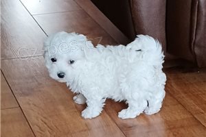 �t��ata Bichon Frise.