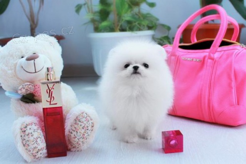 Pomeransk� �t��ata.