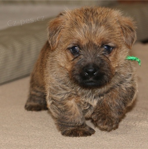 �t��ata norfolsk�ho teri�ra