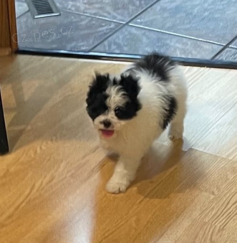 �t��ata Japanese Chin