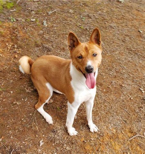 super Basenji �t��ata
