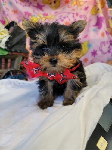 Dv� �t��ata jork��rsk�ho teri�ra