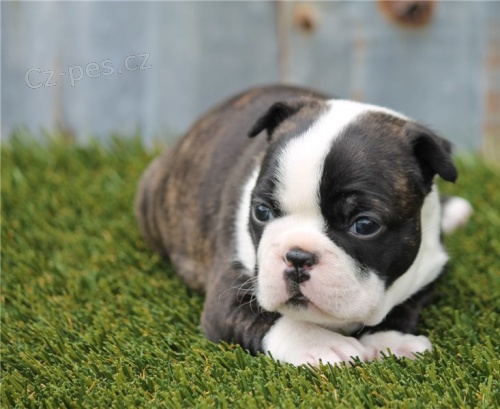 Speci�ln� �istokrevn� �t��ata bostonsk�ho teri�ra