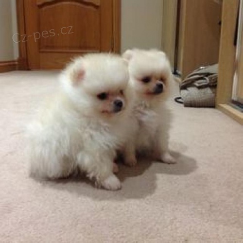 Pomeransk� �t��ata.