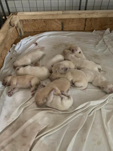 �t��ata zlat�ho retr�vra.