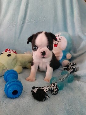 Registrovan� �t��ata Boston teri�ra.