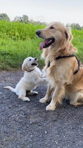 Zlat� retr�vr na prodej bez PP