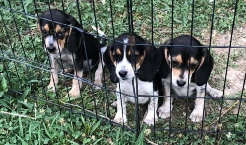 �t��ata b�gl�.