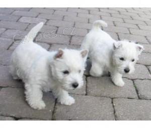 Westie �t��ata.