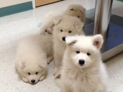 Samoyed �t��ata.