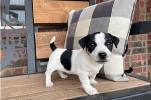 Jack Russell �t��ata.