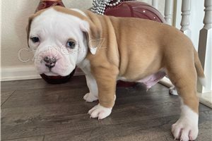 �t��ata americk�ho buldoka.