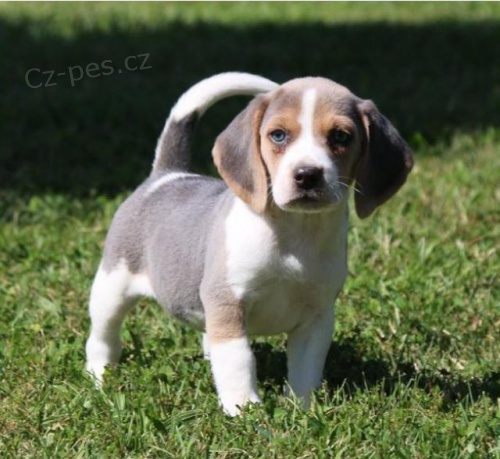 �istokrevn� �t��ata Beagle.