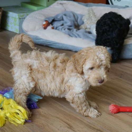 Kr�sn� �t���tka Cockapoo.