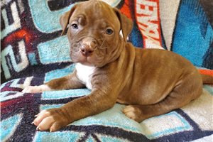 Americk� �t��ata Pitbull.