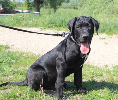 Tosa inu �t��ata �ern� pejsci s PP