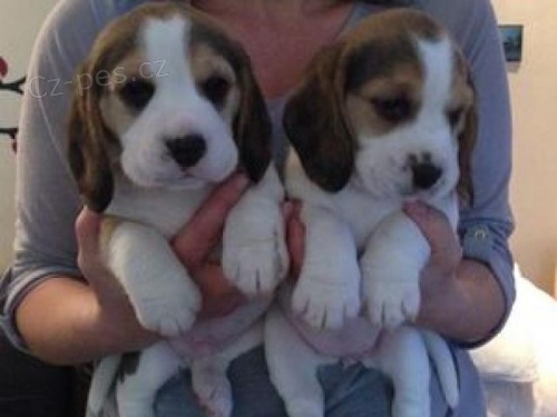 �istokrevn� �t��ata Beagle.