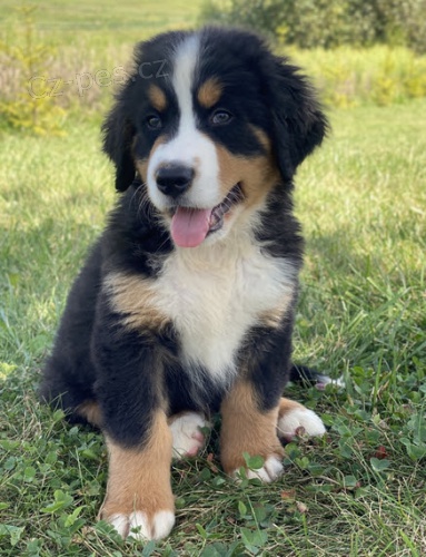 zdrav� a o�kovan� �t��ata bernsk�ho sala�nick�ho psa k adopci