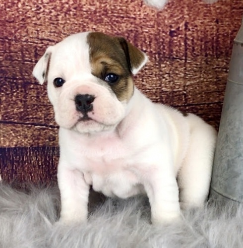 Kr�sn� �t��ata anglick�ho buldo�ka k adopci