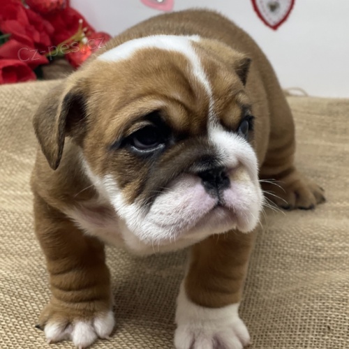 Kr�sn� �t��ata anglick�ho buldo�ka k adopci