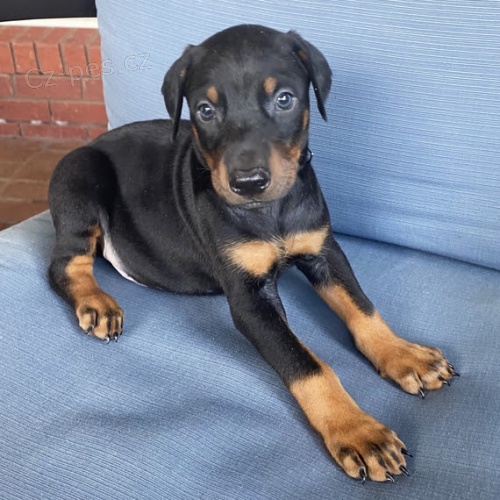 �t��ata dobrmana k adopci