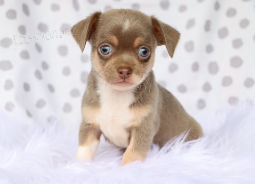 zdrav�, kr�sn� o�kovan� �t��ata �ivavy k adopci