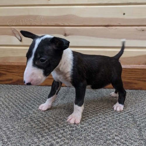 Prod�m kr�sn� b�l�, �ern� a o�kovan� �t��ata anglick�ho bulteri�ra.