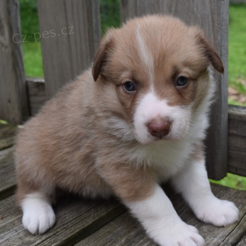 o�kovan� a od�erven� �t��ata fenky a pejska Border kolie k adopci