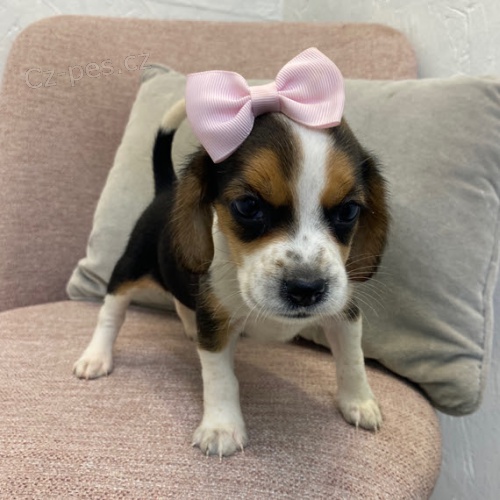 Prod�m mini t��barevn� �t��ata b�gla.