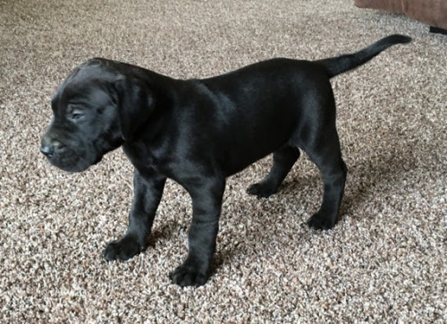 Prod�m zdrav� a o�kovan� �t��ata n�meck� dogy.