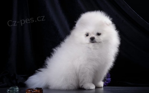 miniaturn� �t��ata pomeranian� na prodej. Jsou o�kovan� a od�erven�.