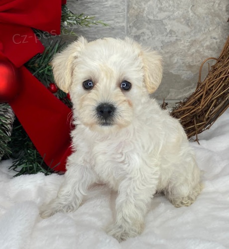 Kn�ra� � mini �t���tka k adopci. Jsou o�kovan� a od�erven�.