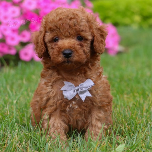 Zdrav� a kr�sn� �t��ata trpasli��ho pejska a fenky pudla k adopci.