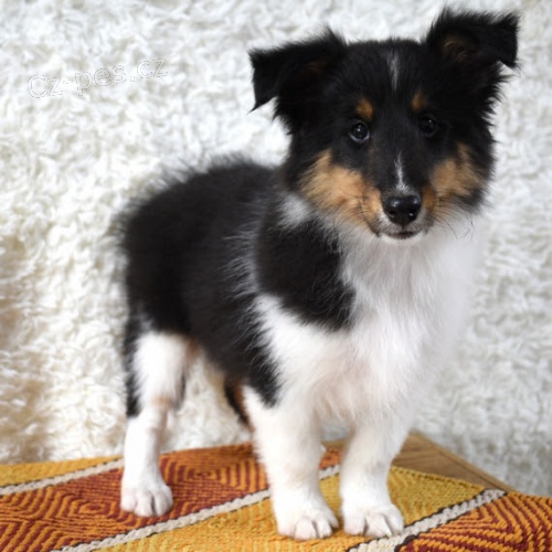 Zdrav� a o�kovan� kr�sn� �t��ata shetlandsk�ho ov��ka k adopci.