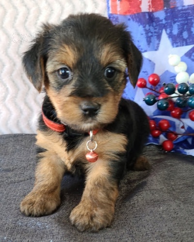 kr�sn� miniaturn� �t���tka jork��rsk�ho teri�ra.