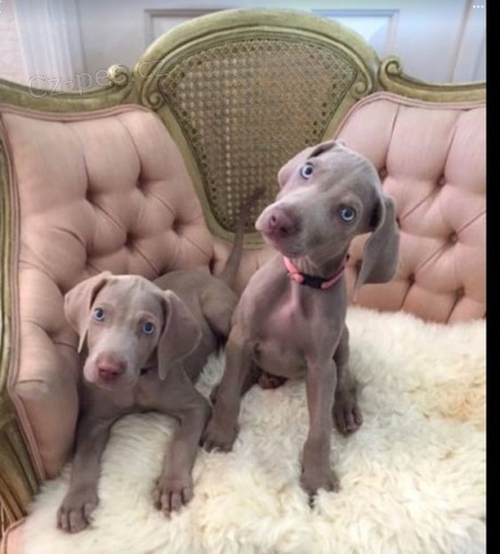 o�kovan� a od�erven� �t��ata v�marsk�ch oha�� k adopci