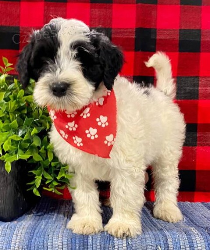 Prod�m kr�sn� a o�kovan� �t��ata portugalsk�ho vodn�ho psa.