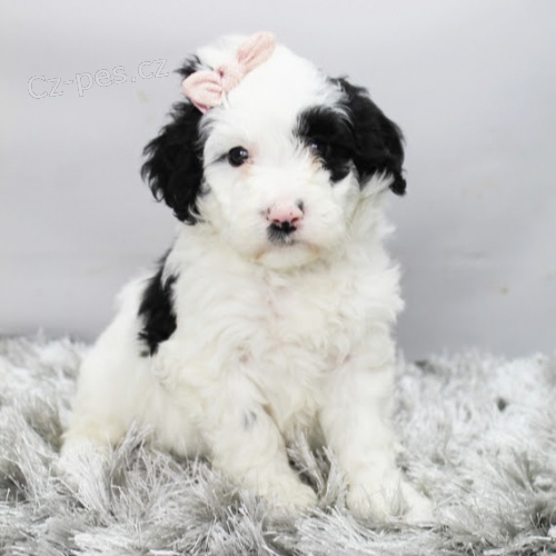 Kr�sn� a o�kovan� �t��ata portugalsk�ho vodn�ho psa k adopci.