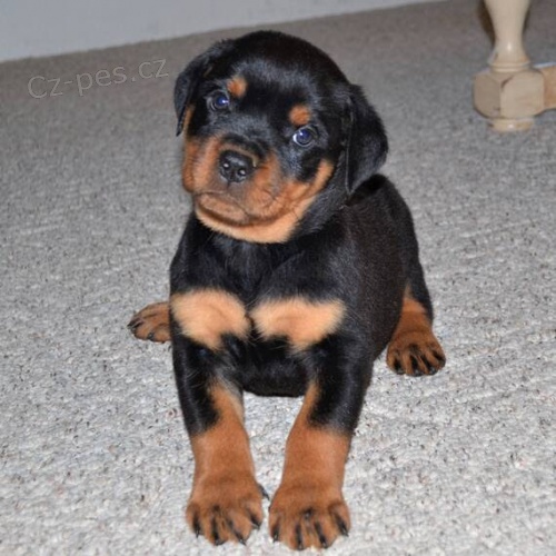 Prod�m zdrav� �t��ata rotvajlera. �t���tka jsou v�echna o�kovan� a od�erven�.