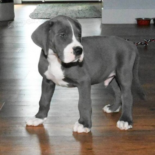 Zdrav� �t��ata n�meck� dogy k adopci. �t���tka jsou v�echna o�kovan� a od�erven�.