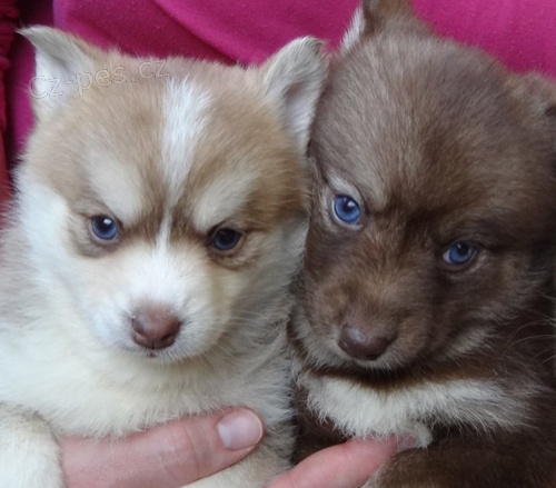�t��ata Pomskies k adopci (k��enec sibi�sk�ho huskyho a pomeraniana)