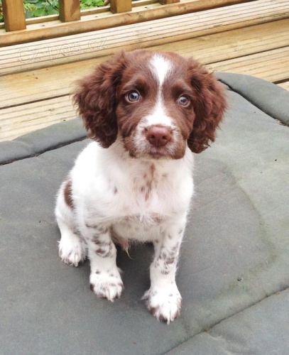 Prod�m zdrav� a kr�sn� �t��ata anglick�ho �pringr�pan�la a psa.