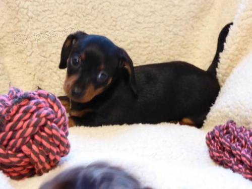 Registrovan� �t��ata jezev��ka.