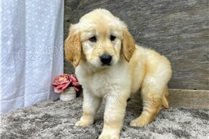 �t��ata zlat�ho retr�vra.