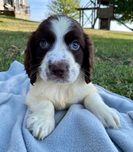 �t��ata anglick�ho �pringr�pan�la k adopci