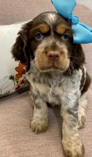 �t��ata anglick�ho �pringr�pan�la k adopci